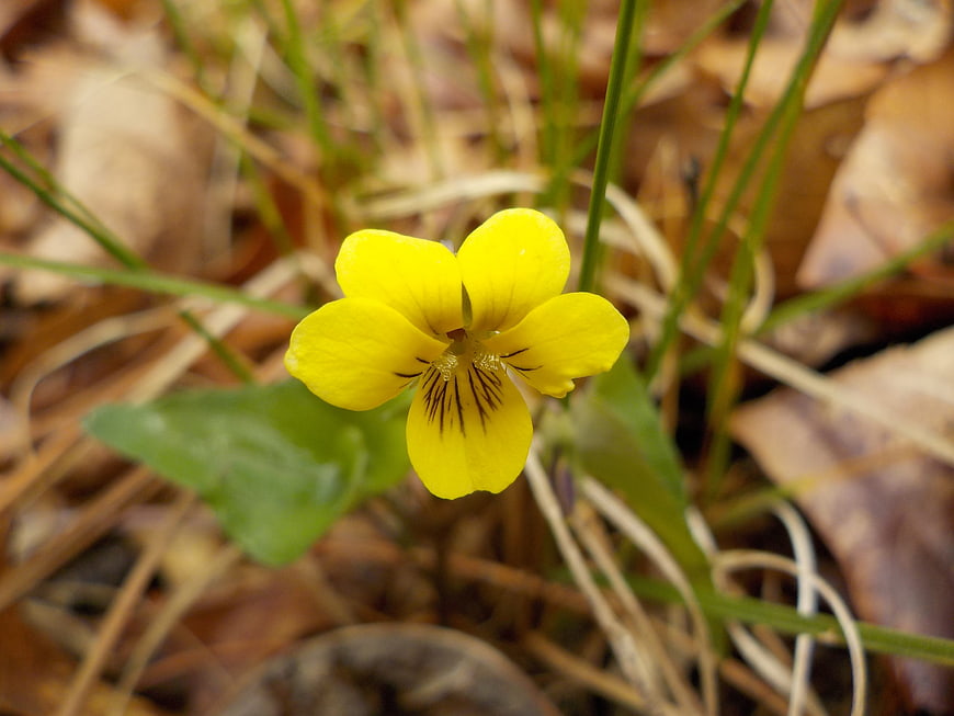Close-up of a yellow wildflower on forest floor