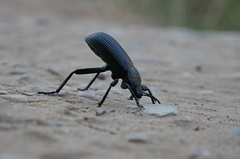 Close-up of a black desert beetle on sandy ground