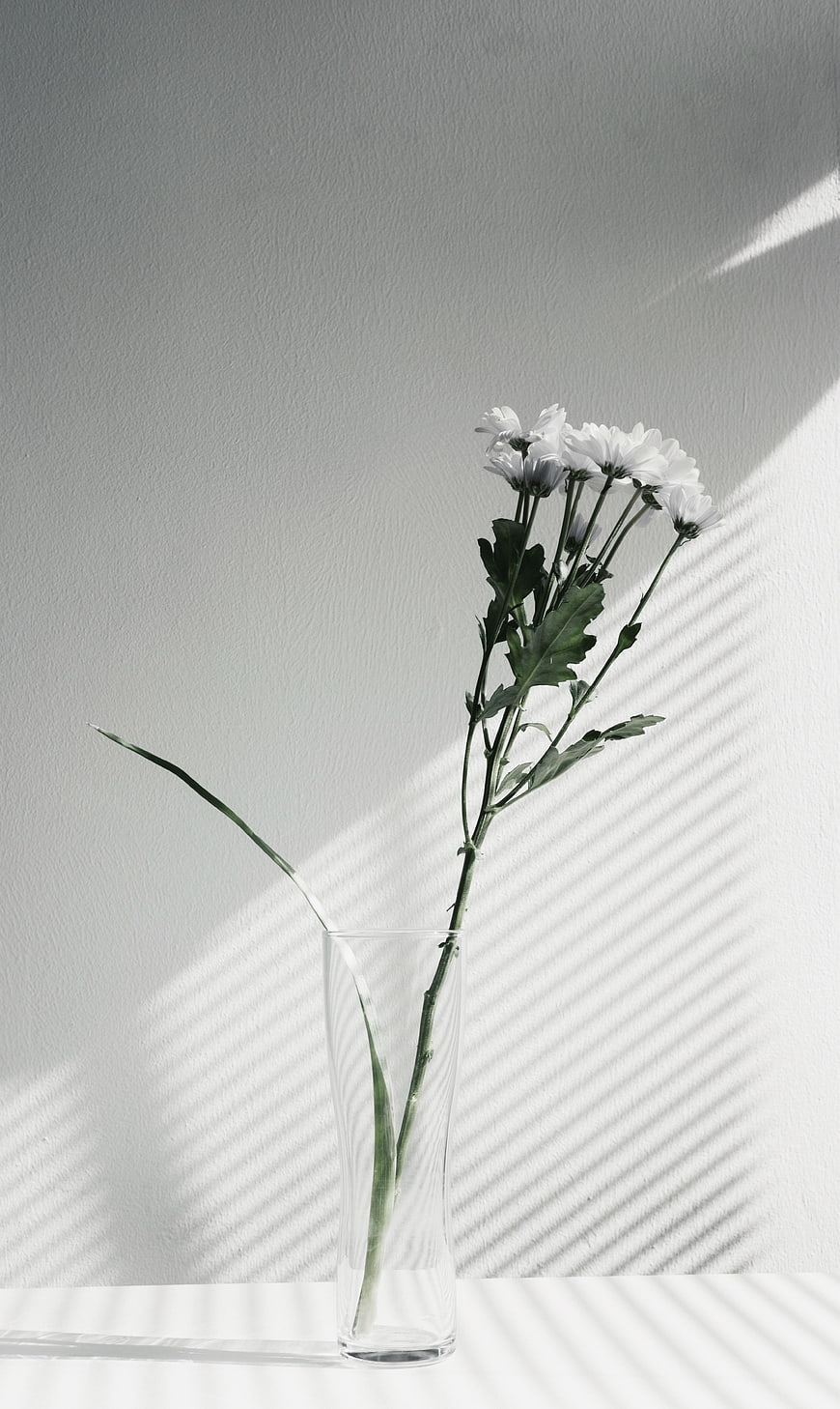 Minimalist White Chrysanthemums in Glass Vase with Shadows