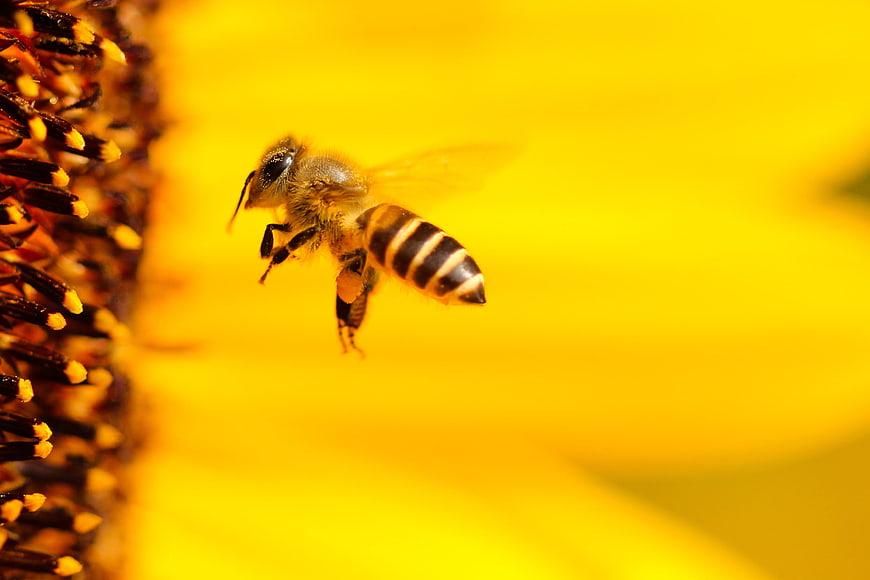 Honeybee Pollinating Sunflower Close-Up Macro Photography