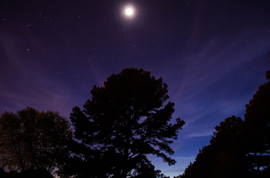 Silhouetted Trees Against a Starry Night Sky with Moon
