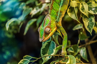 Close-up of a vibrant green chameleon on a leafy branch