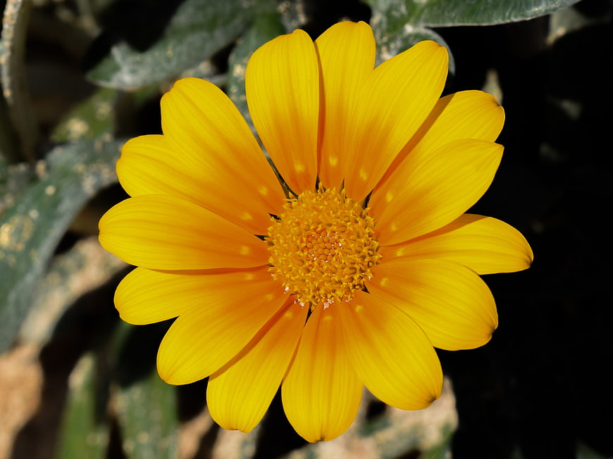 Close-up of a vibrant yellow gazania flower in bloom