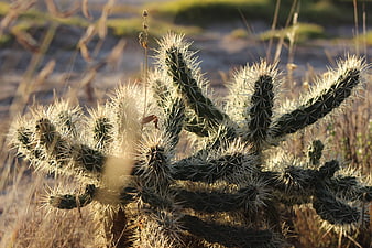 Golden Backlit Cholla Cactus in Arid Desert Landscape