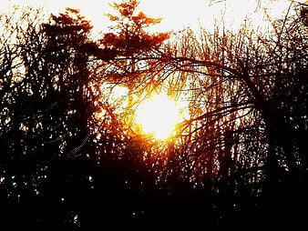Sunlight Breaking Through Autumn Tree Branches