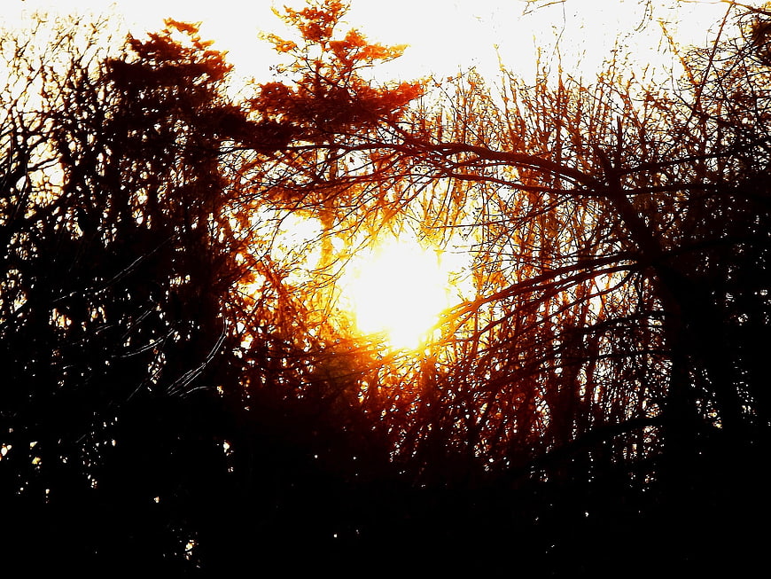 Sunlight Breaking Through Autumn Tree Branches