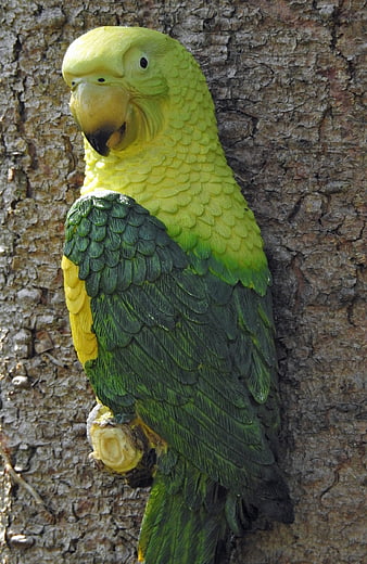 Close-up of a Yellow-headed Amazon Parrot on Tree Bark