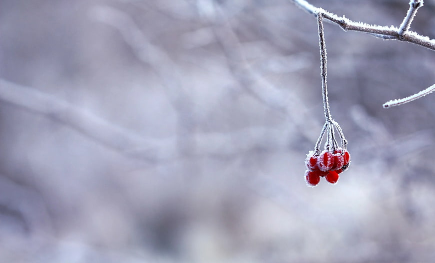 Frosted Red Berries on Winter Branch