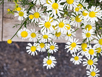 Top View of White and Yellow Chamomile Flowers on Wood