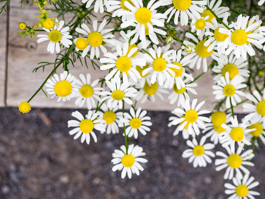 Top View of White and Yellow Chamomile Flowers on Wood