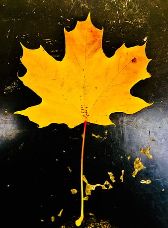 Yellow Maple Leaf on Dark Textured Background