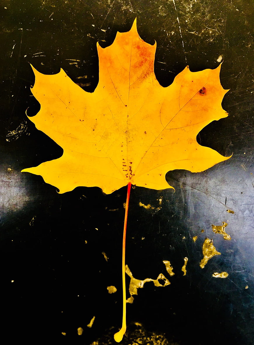 Yellow Maple Leaf on Dark Textured Background