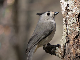 Tufted Titmouse perched on a lichen-covered tree branch