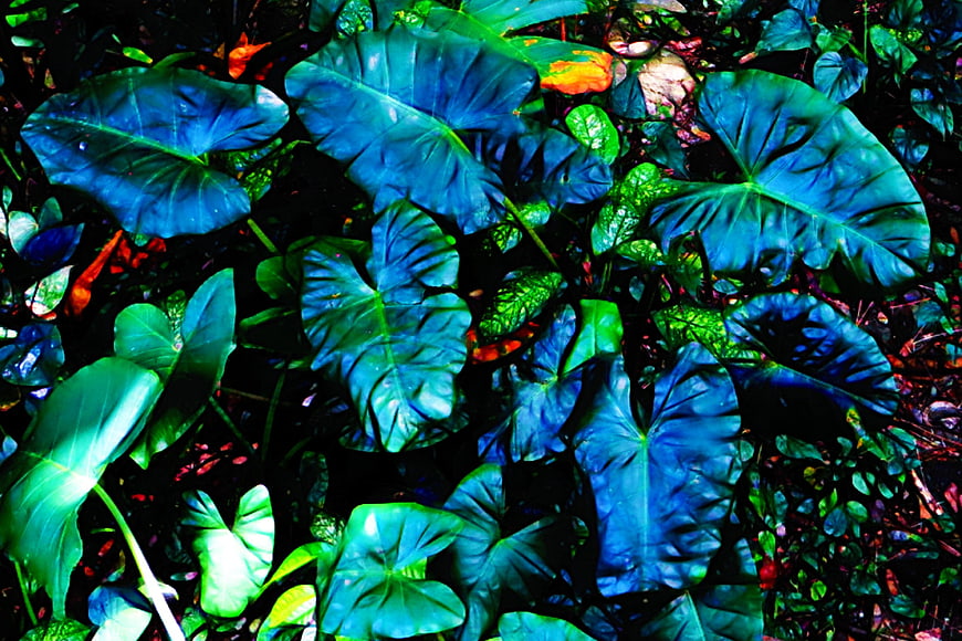 Vibrant Blue and Green Elephant Ear Leaves in Tropical Forest