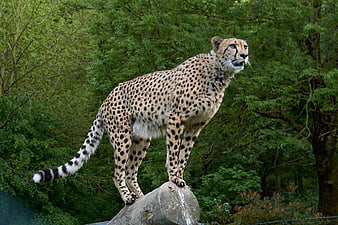 Cheetah standing alert on log in forest