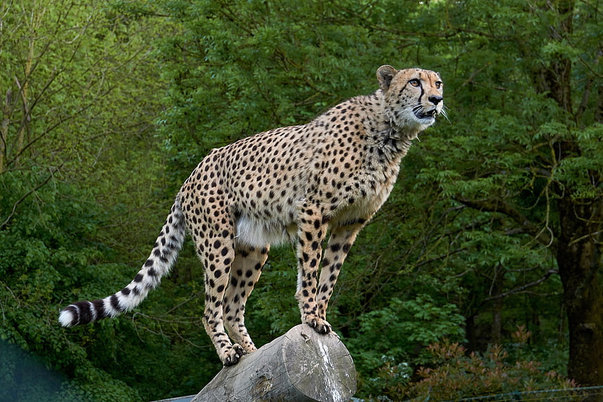 Cheetah standing alert on log in forest
