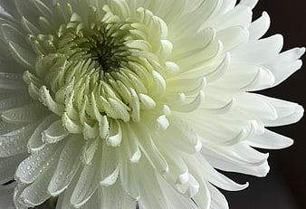 Close-up of White Chrysanthemum with Water Droplets