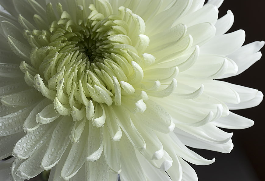 Close-up of White Chrysanthemum with Water Droplets