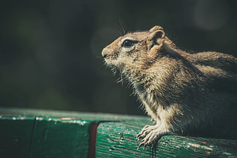 Close-up of a ground squirrel on a green wooden fence