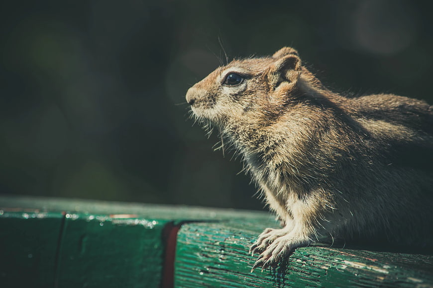 Close-up of a ground squirrel on a green wooden fence
