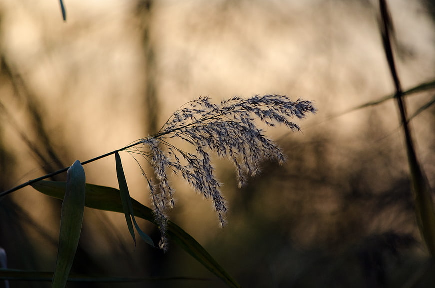 Backlit Reed Grass Plume in Golden Autumn Light