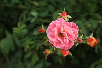 Pink Rose Bloom with Buds in Garden