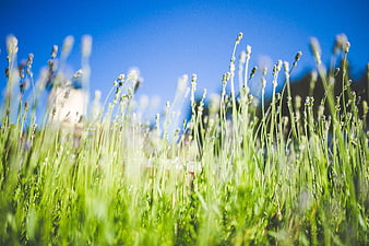 Low angle view of green lavender plants against blue sky