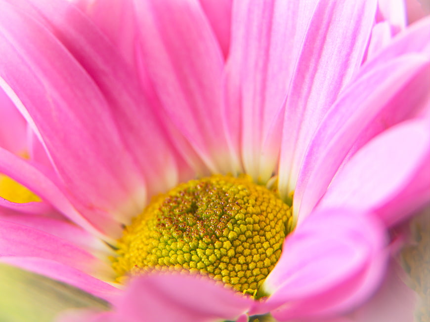 Macro Close-Up of Pink Gerbera Daisy with Yellow Center