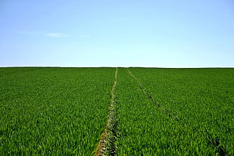 Vibrant Green Wheat Field with Tire Tracks Under Blue Sky
