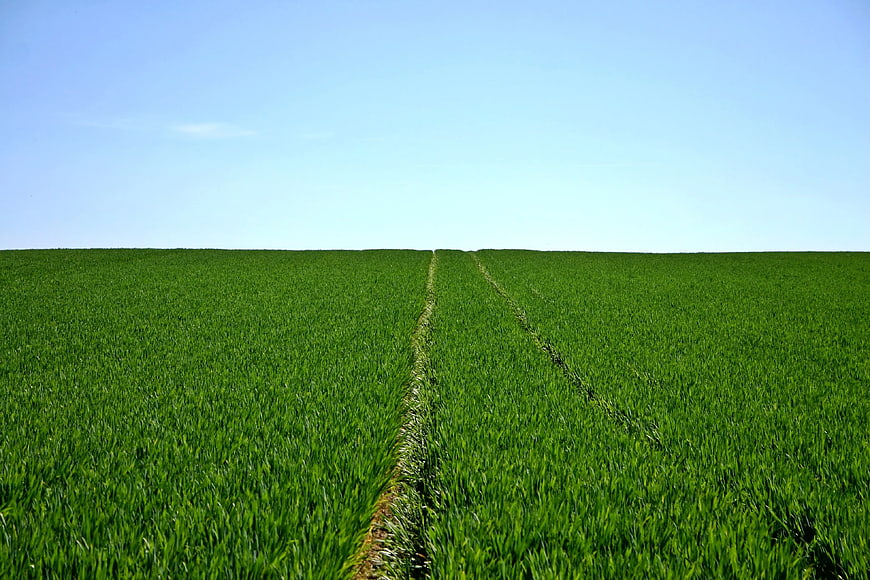Vibrant Green Wheat Field with Tire Tracks Under Blue Sky