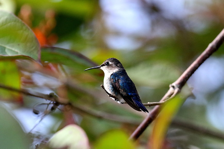 Hummingbird perched on branch with blurred green background