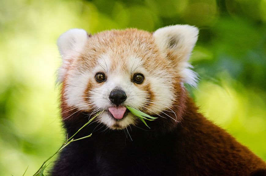 Cute Red Panda Eating Grass with Tongue Out
