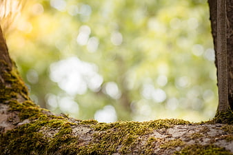 Mossy Tree Branch with Blurred Green Forest Background