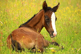 Brown foal resting in green meadow with yellow flowers