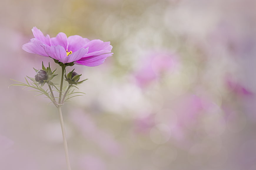 Pink Cosmos Flower with Soft Bokeh Background