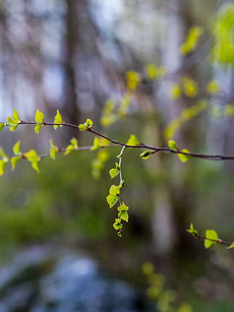 Fresh green birch leaves on a branch in spring forest