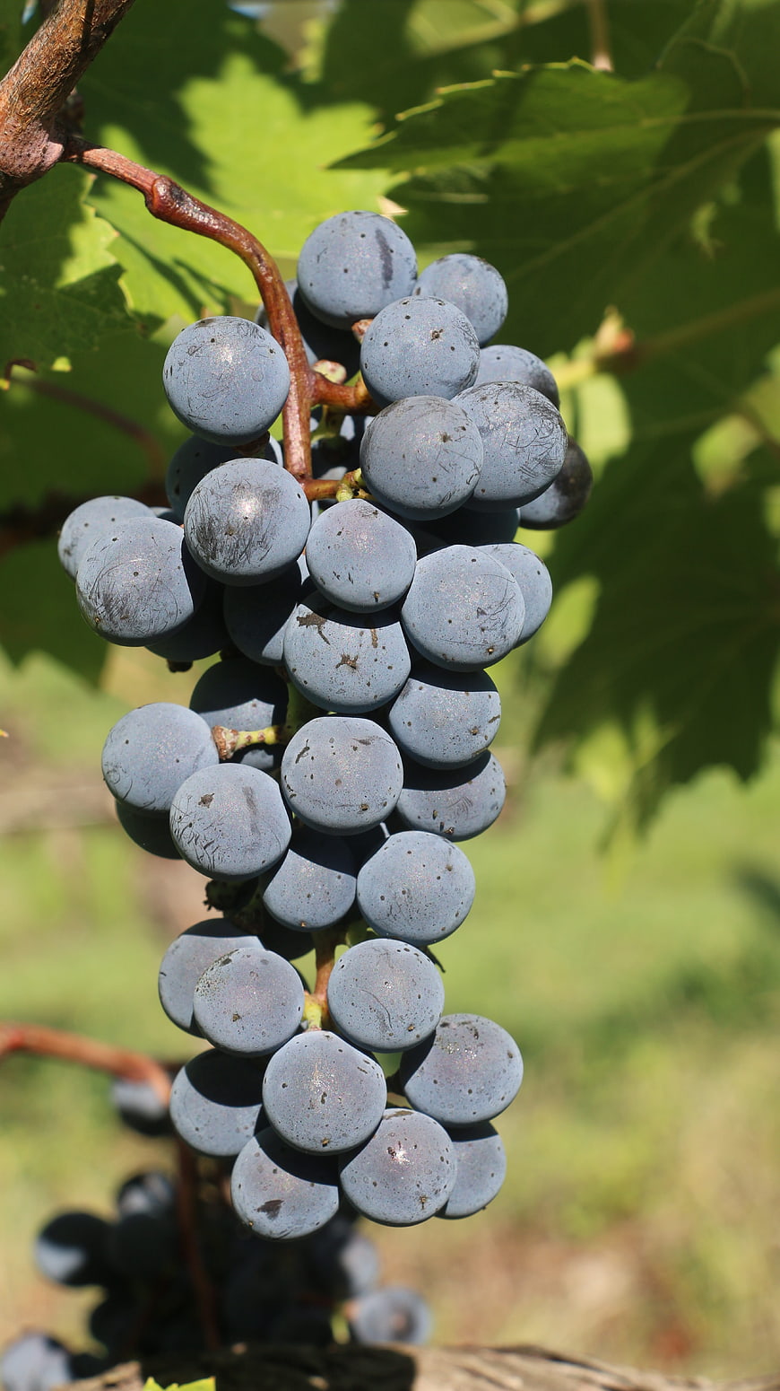 Close-up of ripe blue grapes on the vine in sunlight
