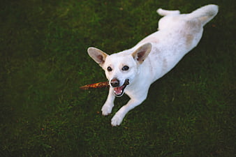 Happy white dog running on grass with stick
