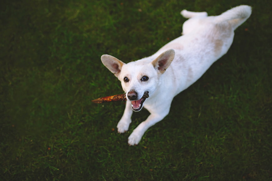 Happy white dog running on grass with stick