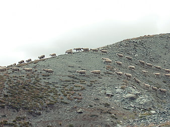 Flock of sheep grazing on rocky mountain slope