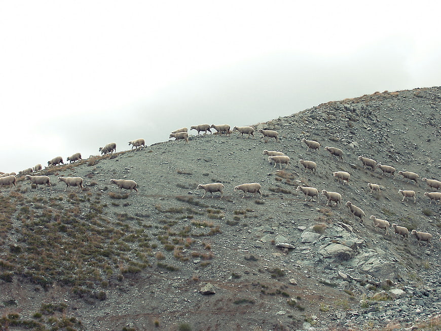 Flock of sheep grazing on rocky mountain slope