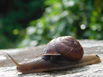 Close-up of a brown snail crawling on a stone surface