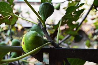 Fresh Green Figs Hanging on a Tree Branch