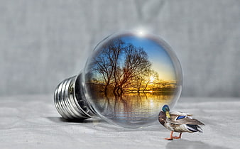 Duck next to lightbulb containing sunset lake landscape