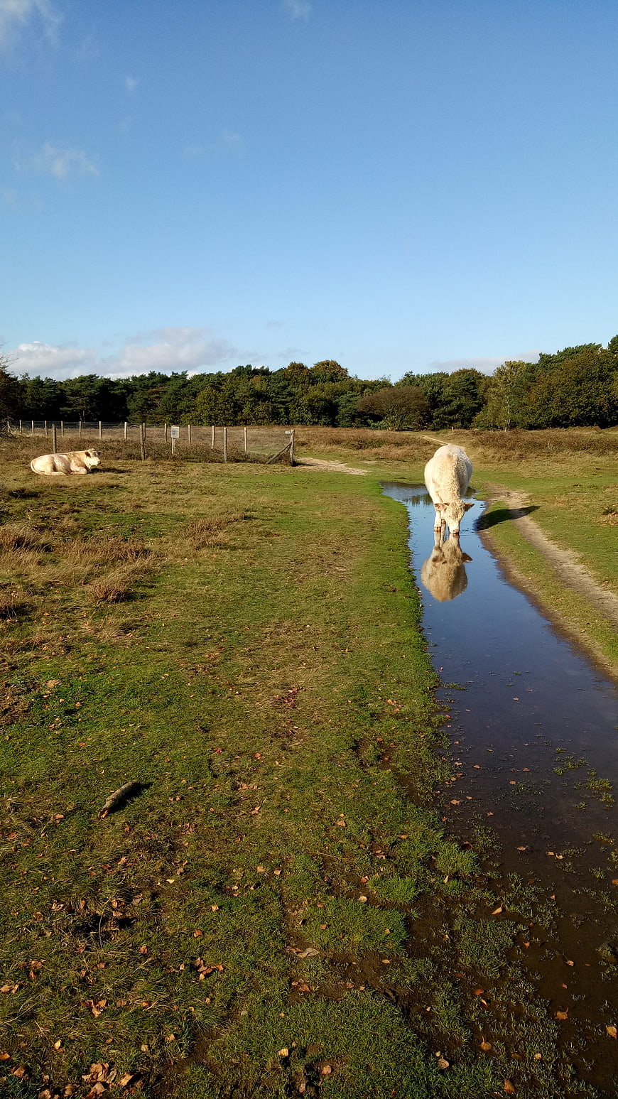 White Cows Drinking from Stream in Pasture