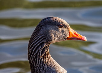 Close-up portrait of a Greylag goose head with orange beak