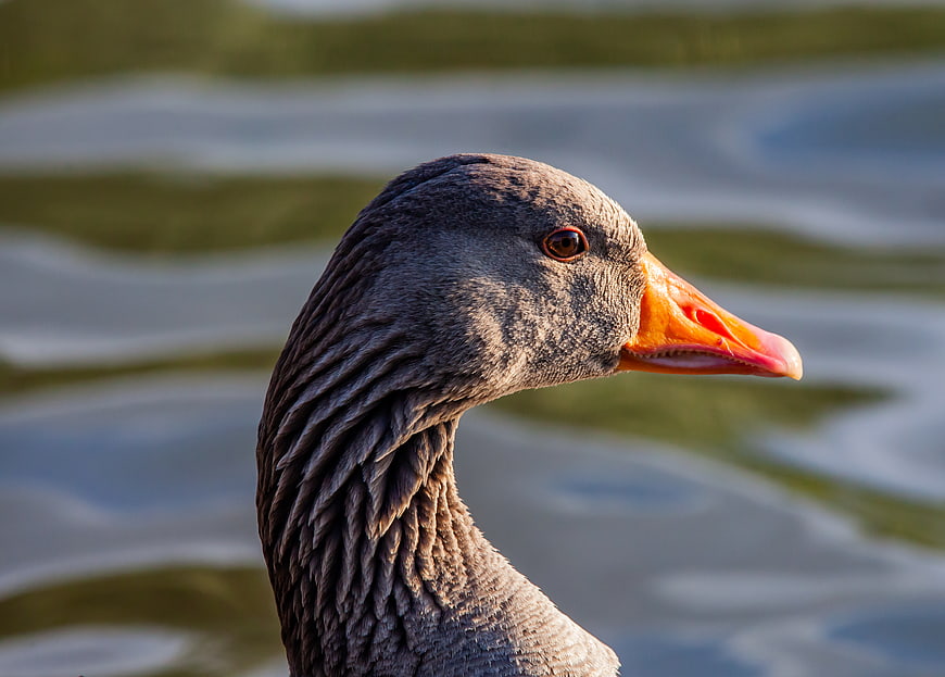 Close-up portrait of a Greylag goose head with orange beak