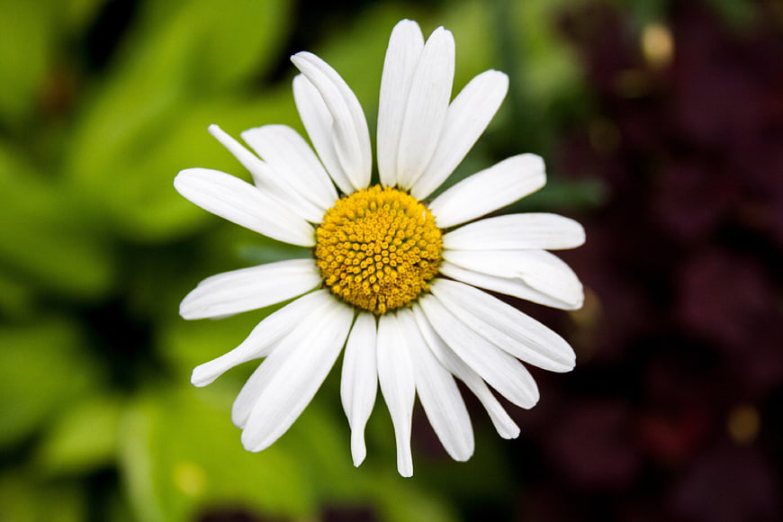 Close-up of a white daisy with yellow center