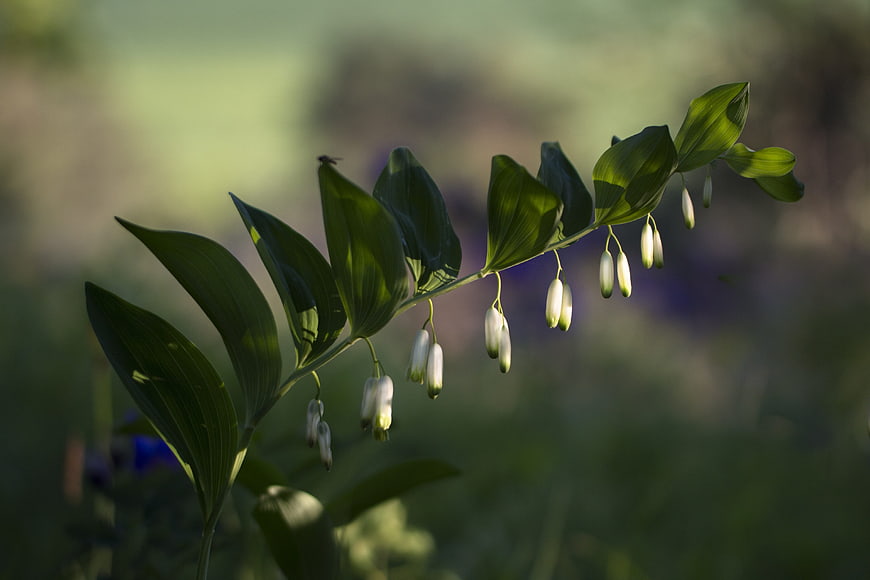 Solomon's Seal Plant with Hanging White Bells in Forest