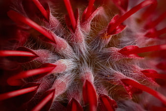 Macro Photography of Red Flower Stamen Texture